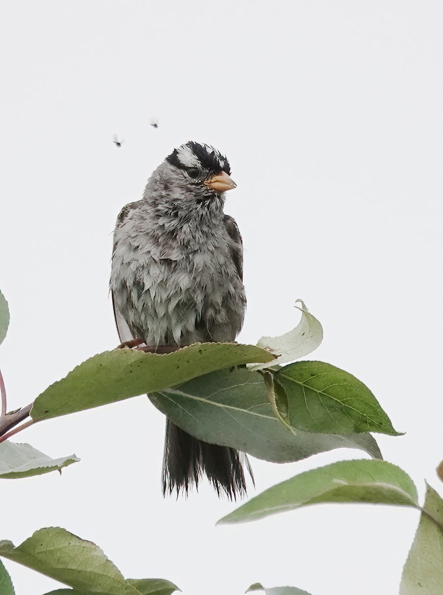 White-crowned Sparrow (Gambel's) - ML638801900