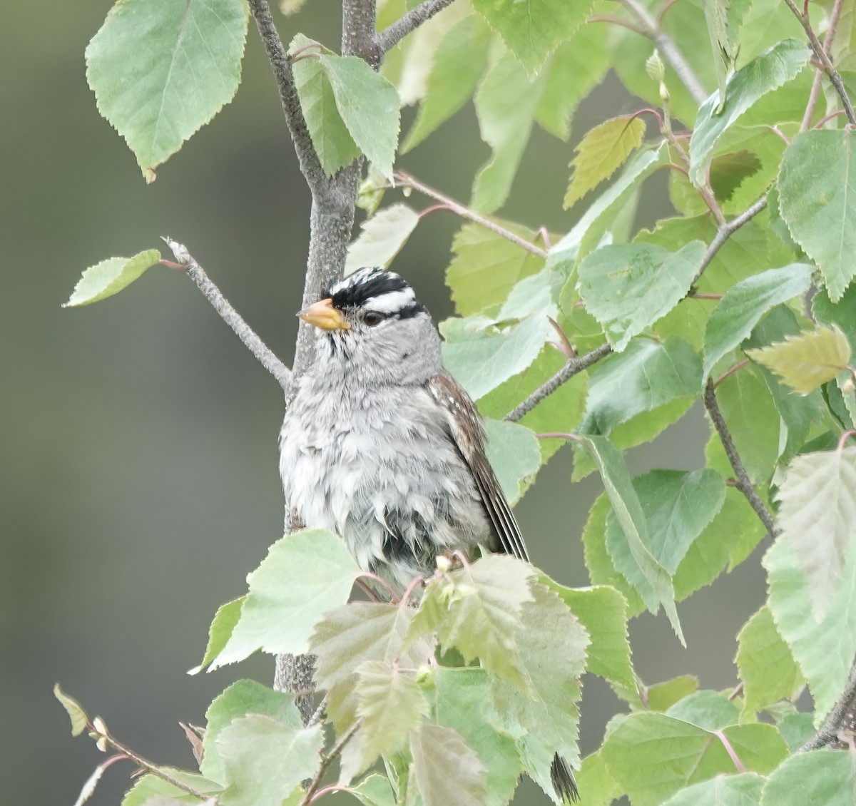 White-crowned Sparrow (Gambel's) - ML638801901