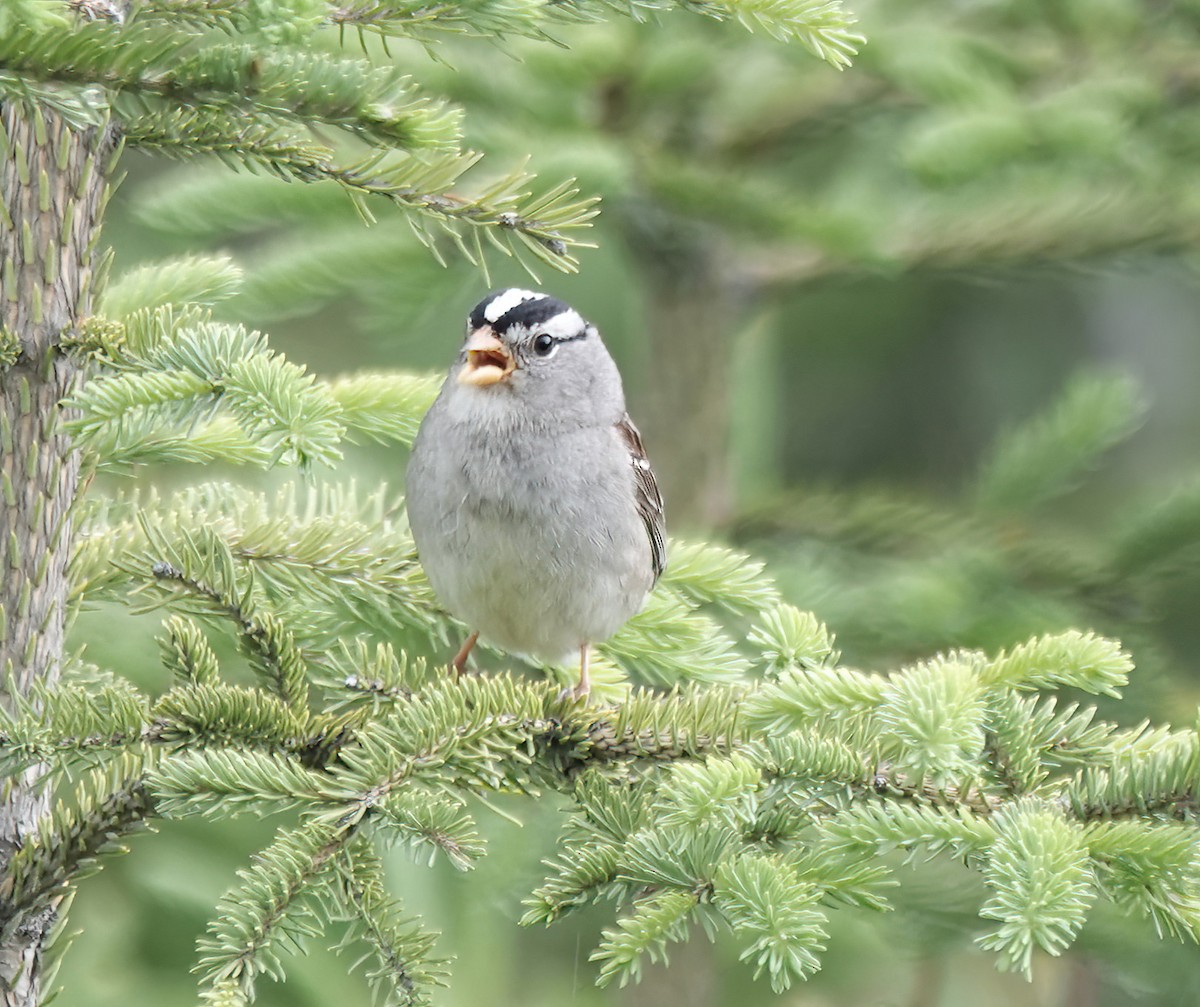 White-crowned Sparrow (Gambel's) - ML638801981