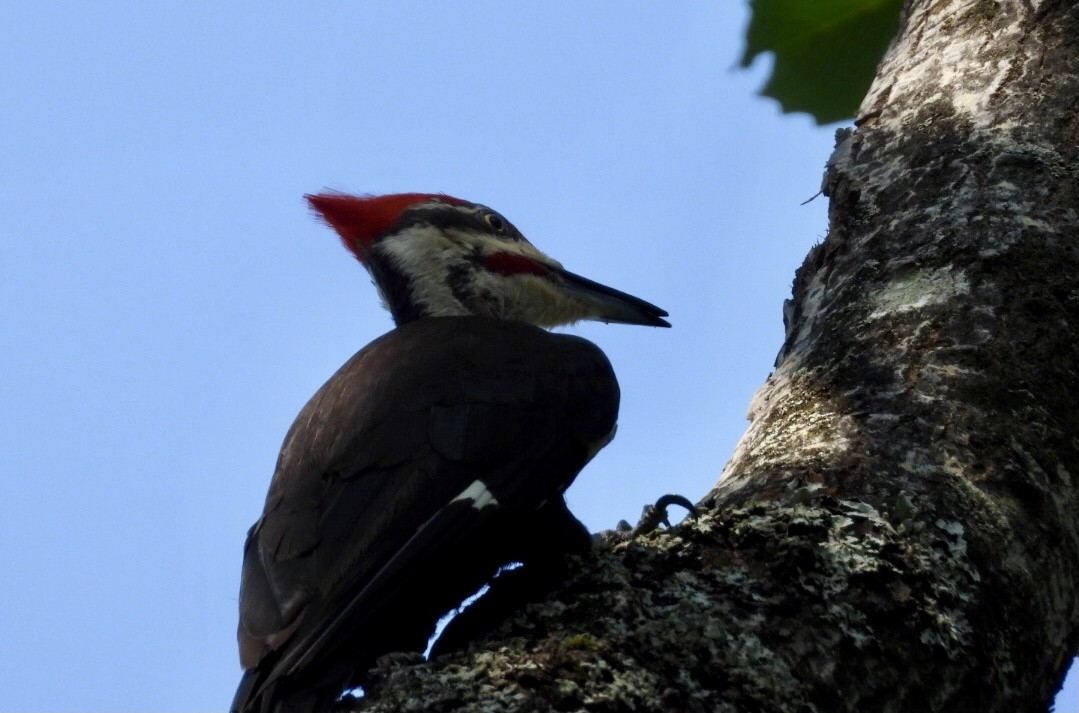 Pileated Woodpecker - ML638802026