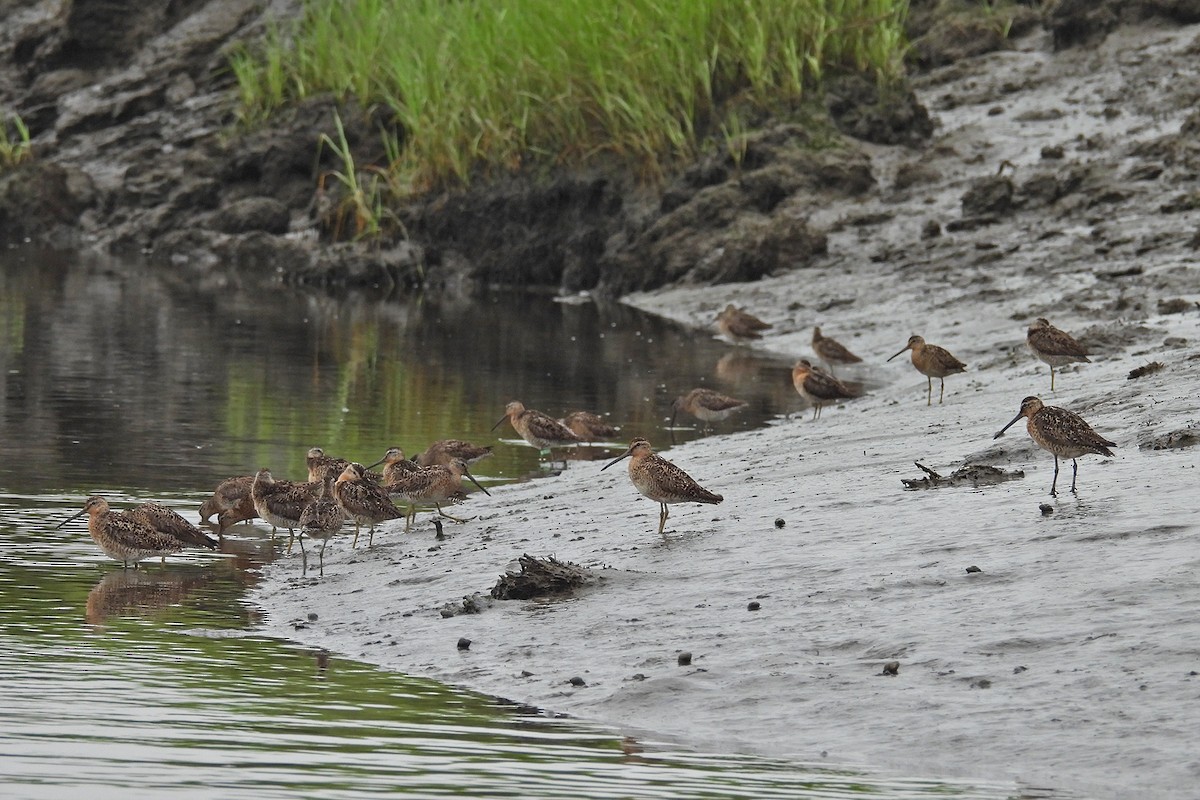 Short-billed Dowitcher - ML638802027
