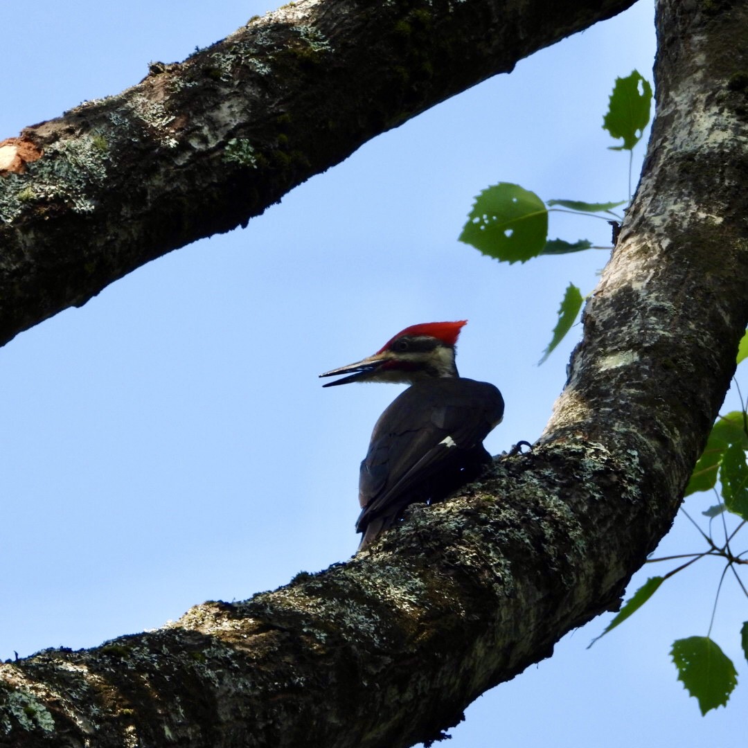 Pileated Woodpecker - ML638802039
