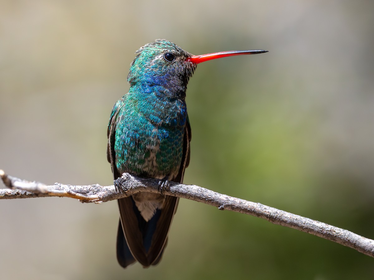 Broad-billed Hummingbird - ML638802133