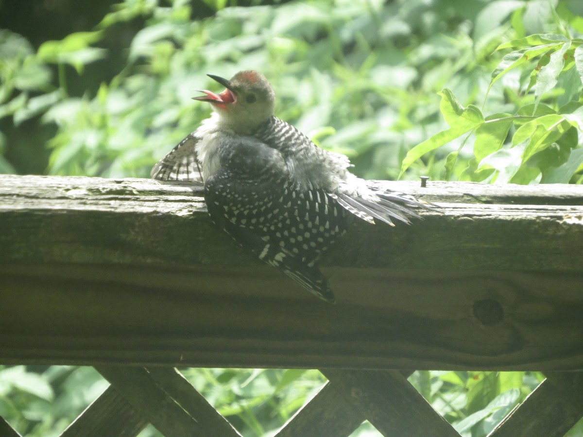 Red-bellied Woodpecker - ML638802147