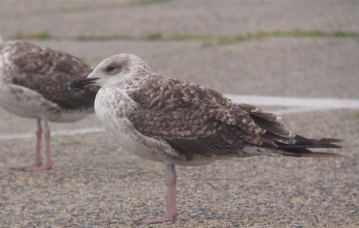 Lesser Black-backed Gull - ML638802156