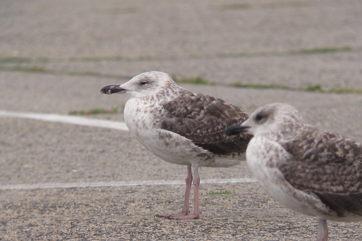 Lesser Black-backed Gull - ML638802157