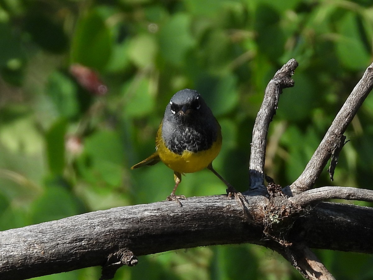 MacGillivray's Warbler - ML638802182