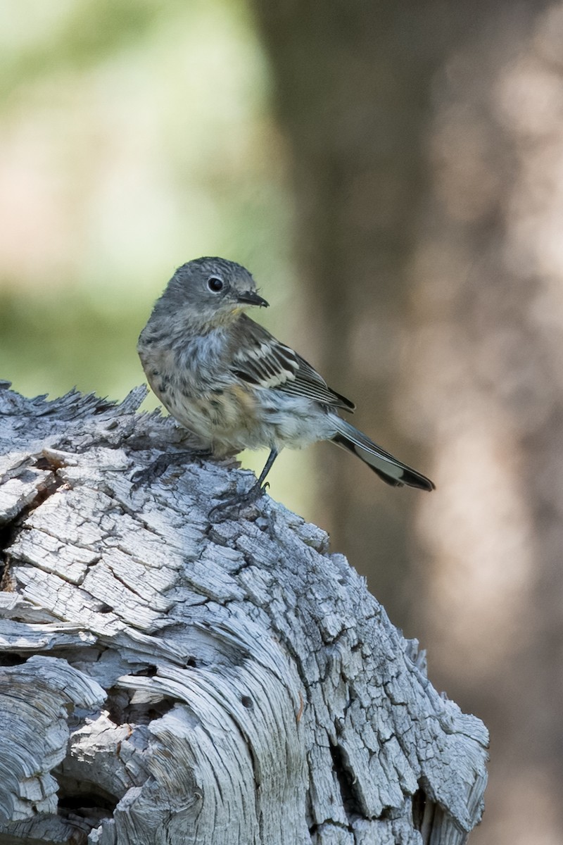 Yellow-rumped Warbler - ML638802249