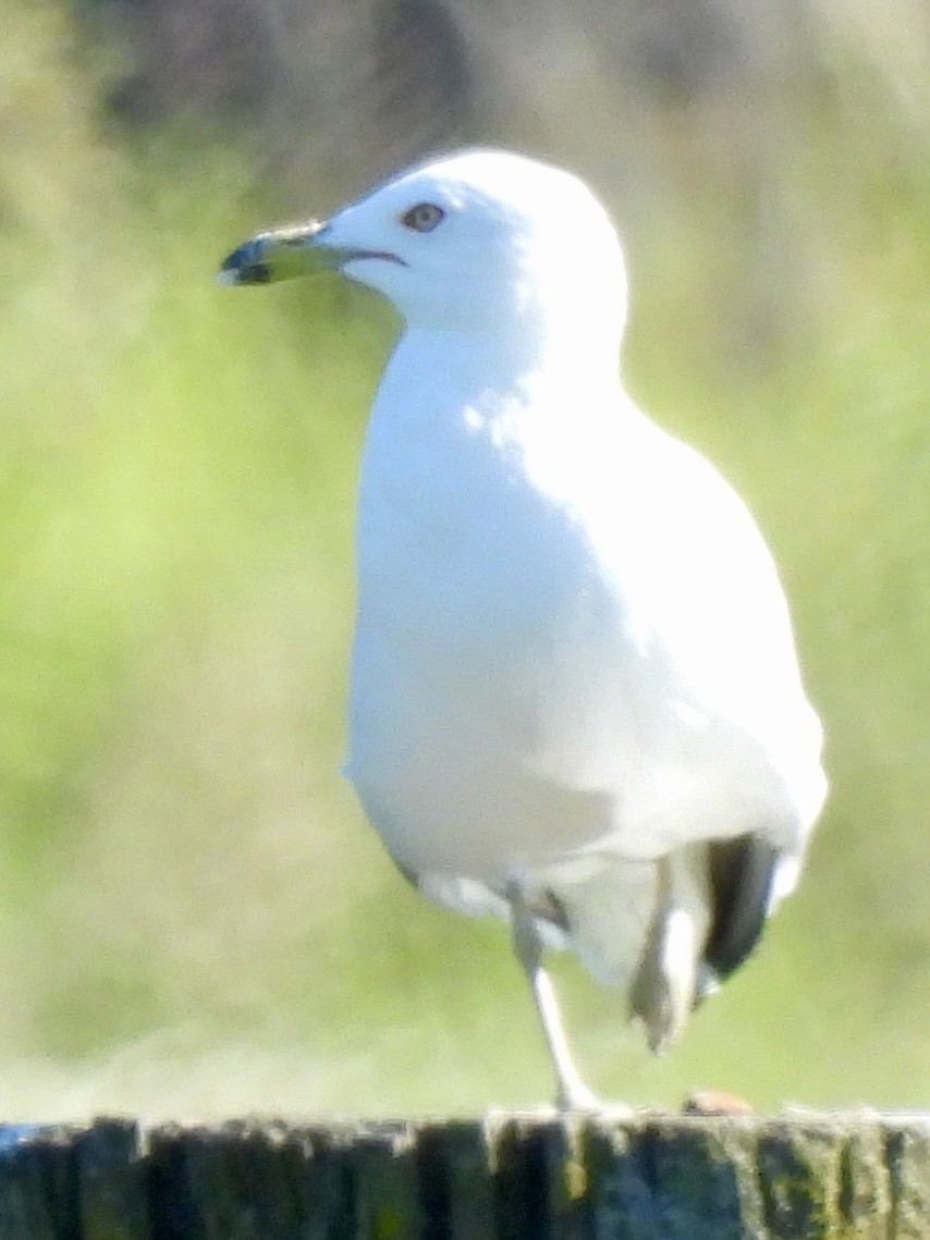 Ring-billed Gull - ML638802276
