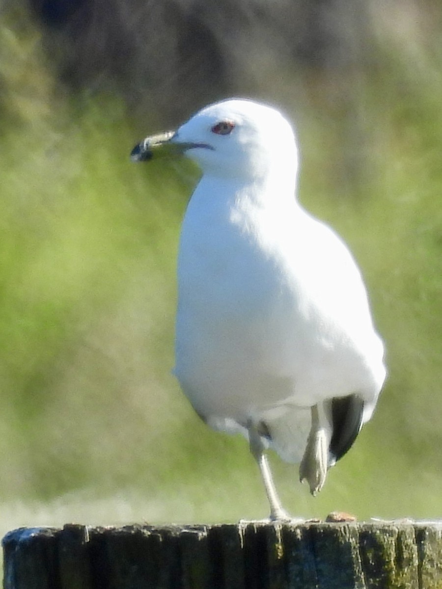 Ring-billed Gull - ML638802277