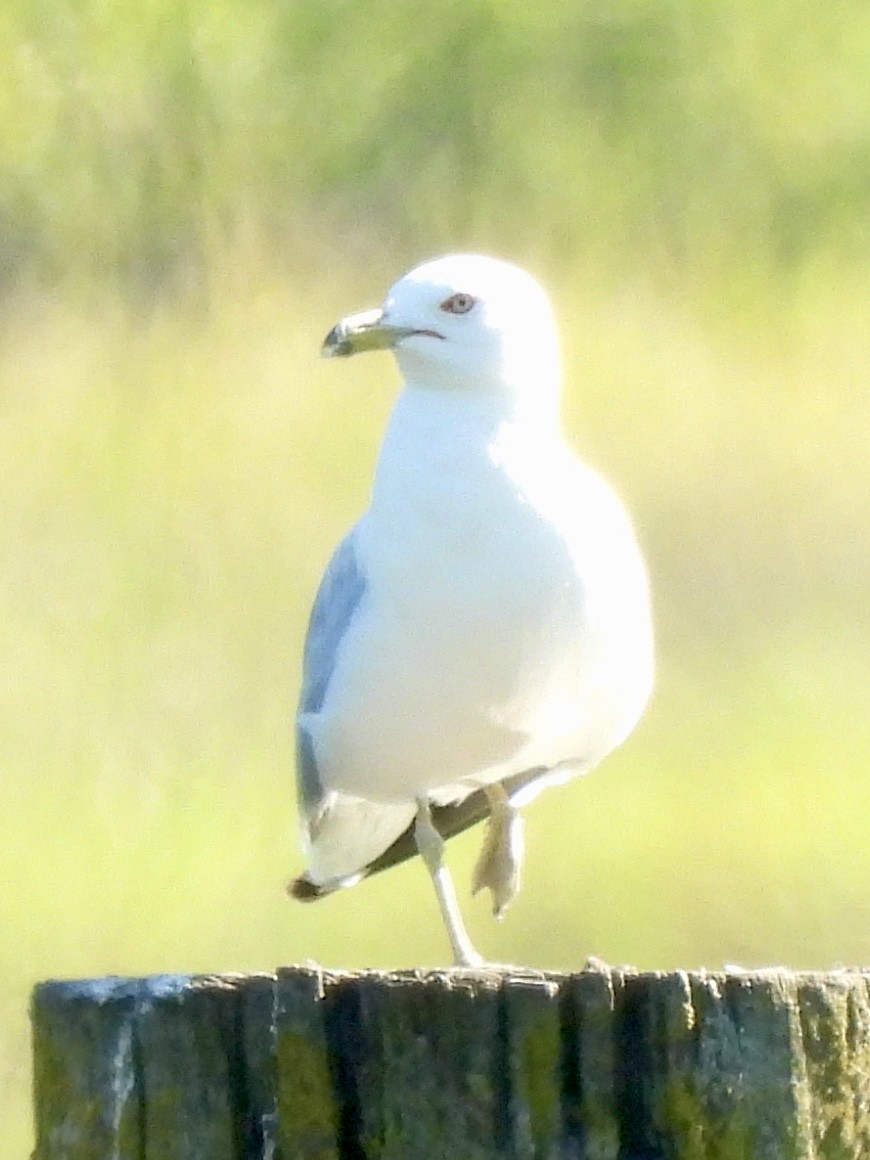 Ring-billed Gull - ML638802278