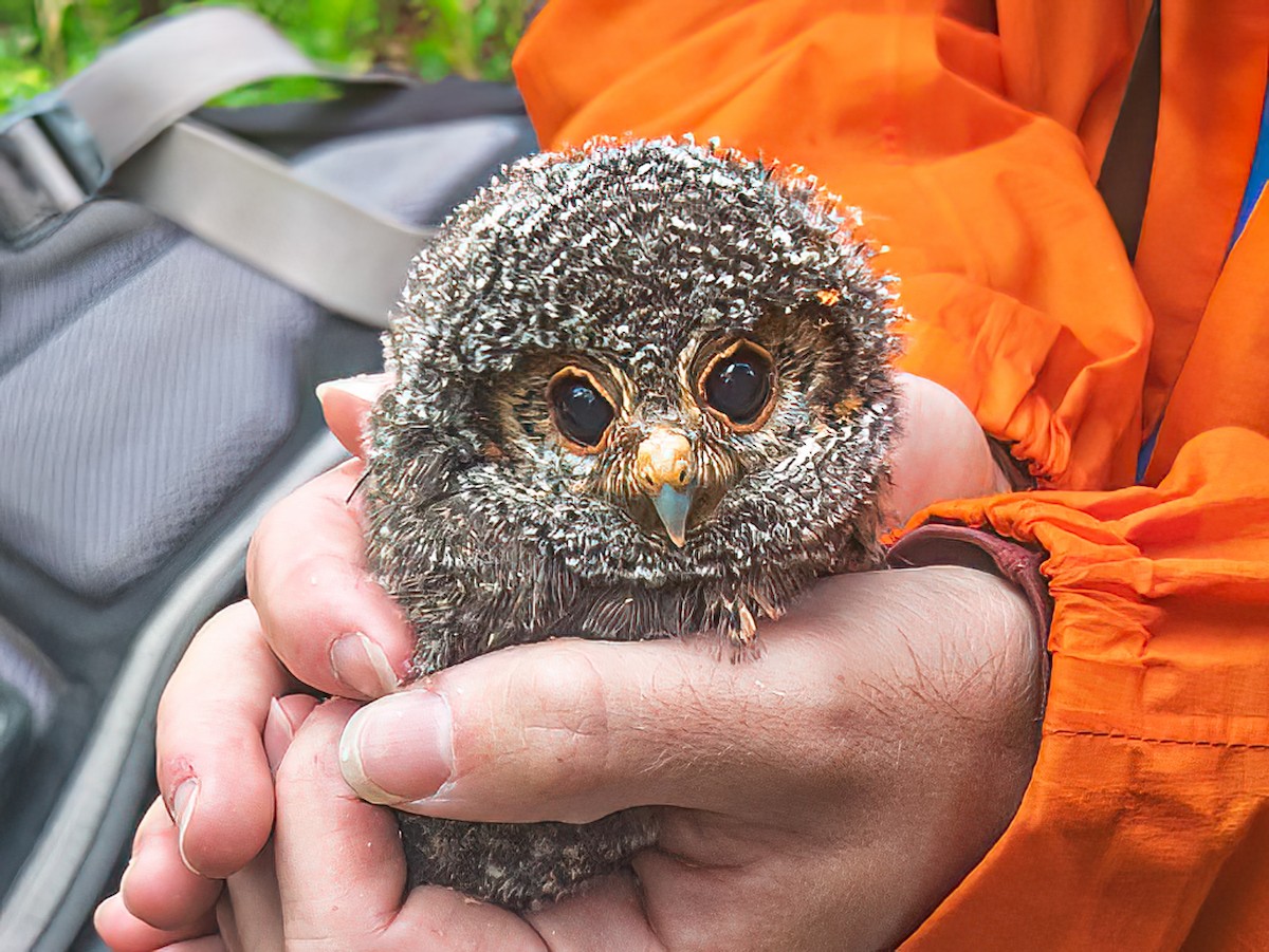 Flammulated Owl - ML638802301