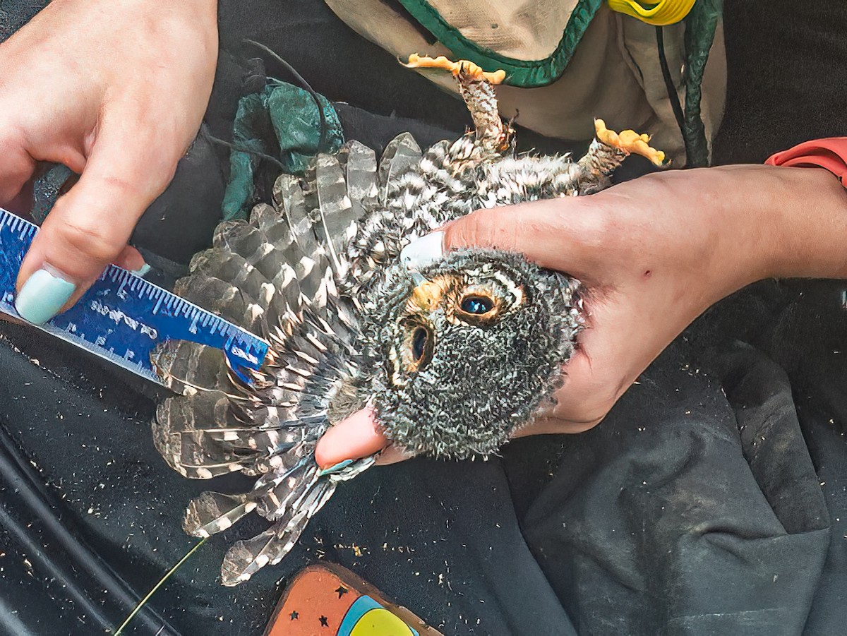 Flammulated Owl - ML638802303