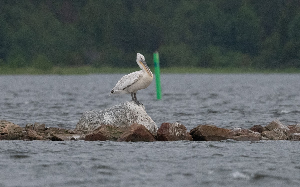 Dalmatian Pelican - ML638802331