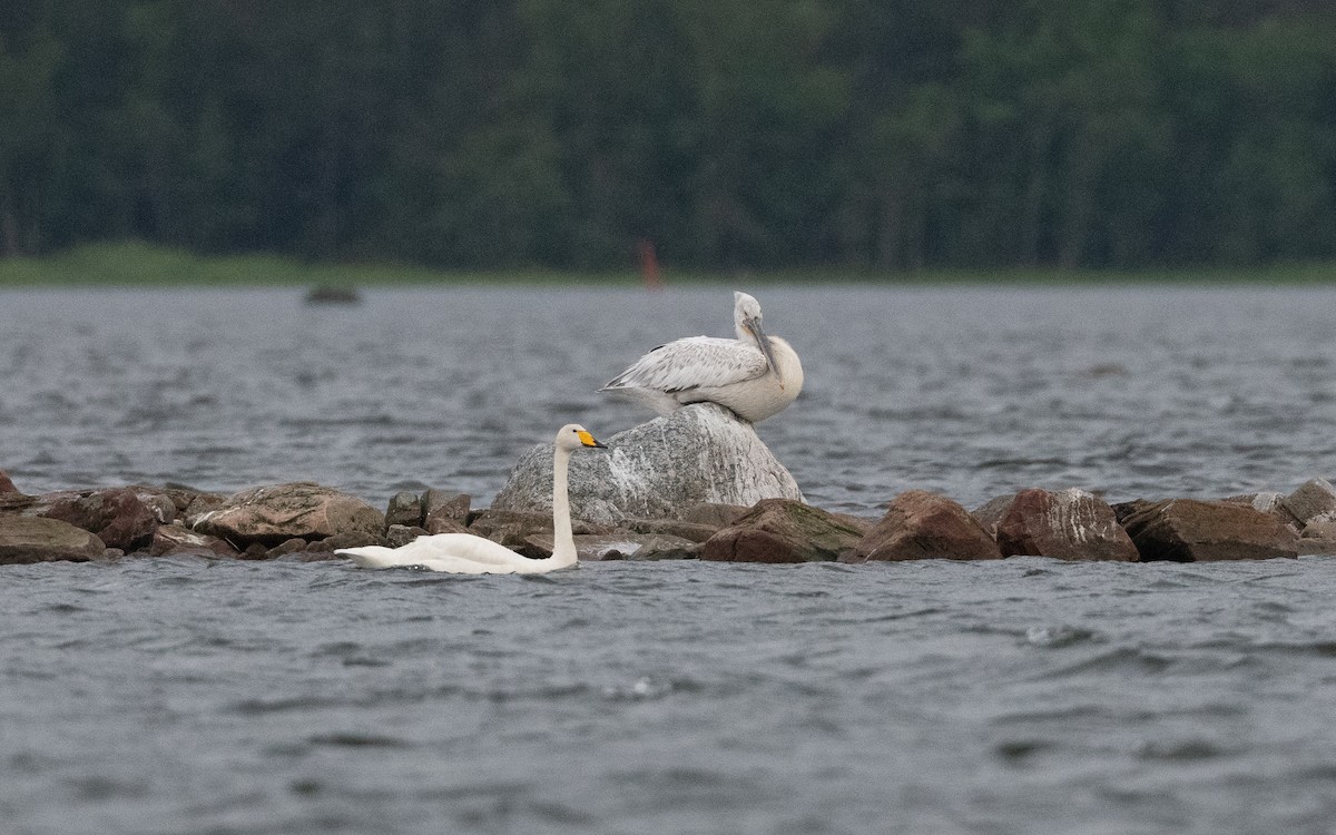 Dalmatian Pelican - ML638802332