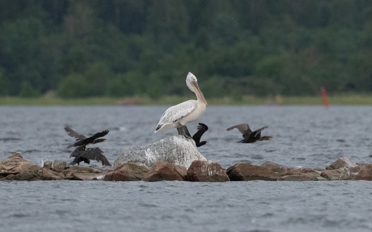 Dalmatian Pelican - ML638802333