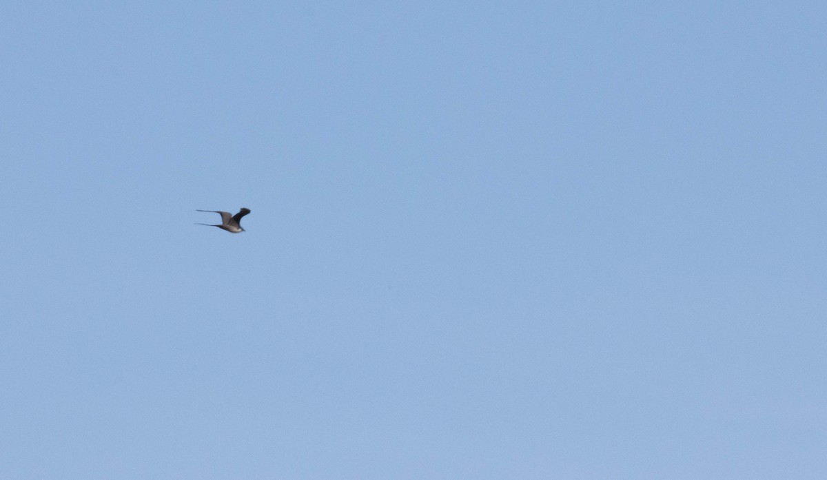 シロハラトウゾクカモメ - ML638802360