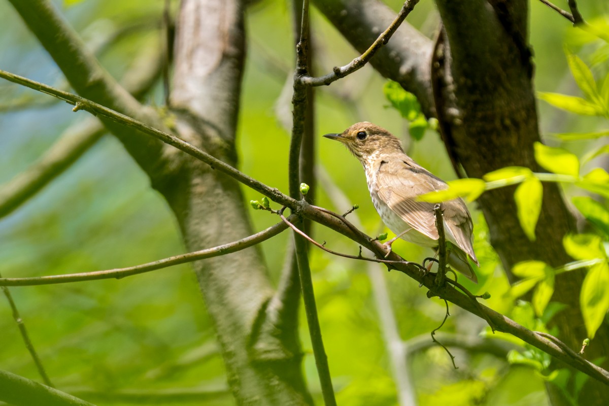 Swainson's Thrush - ML638802403