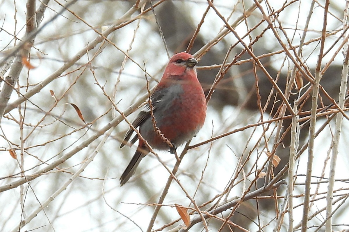 Pine Grosbeak - ML638802420