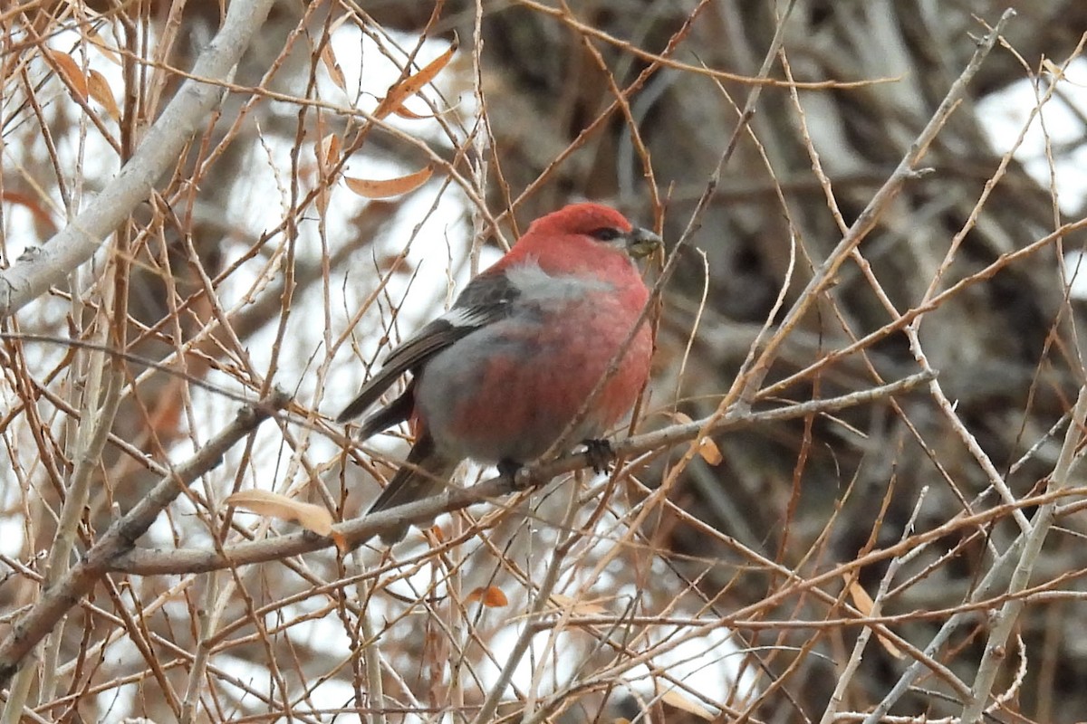 Pine Grosbeak - ML638802421