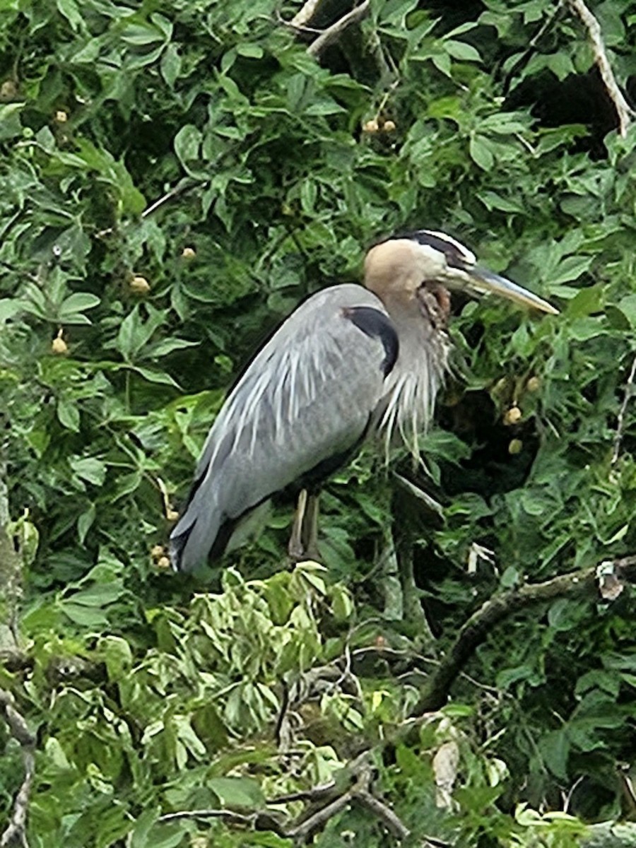 Great Blue Heron - ML638802481