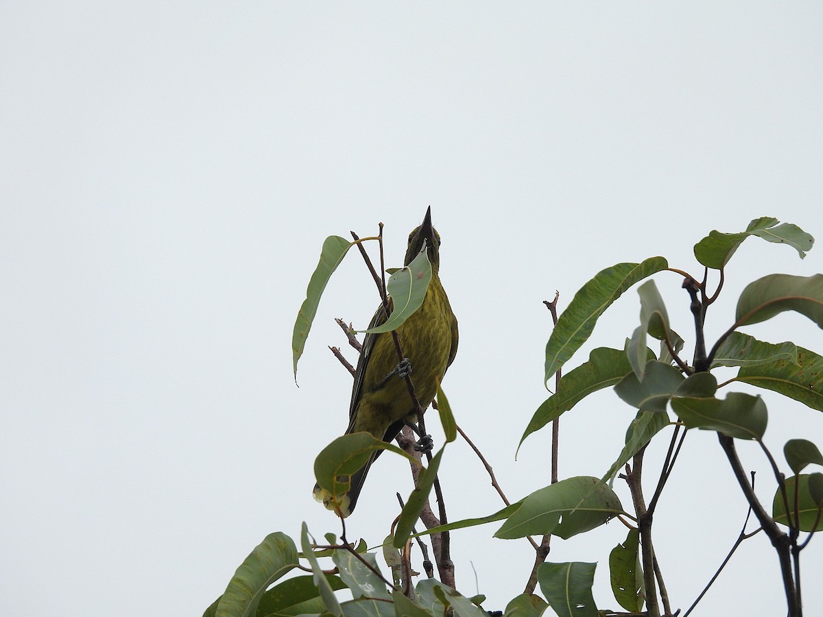Green Oriole - ML638802574