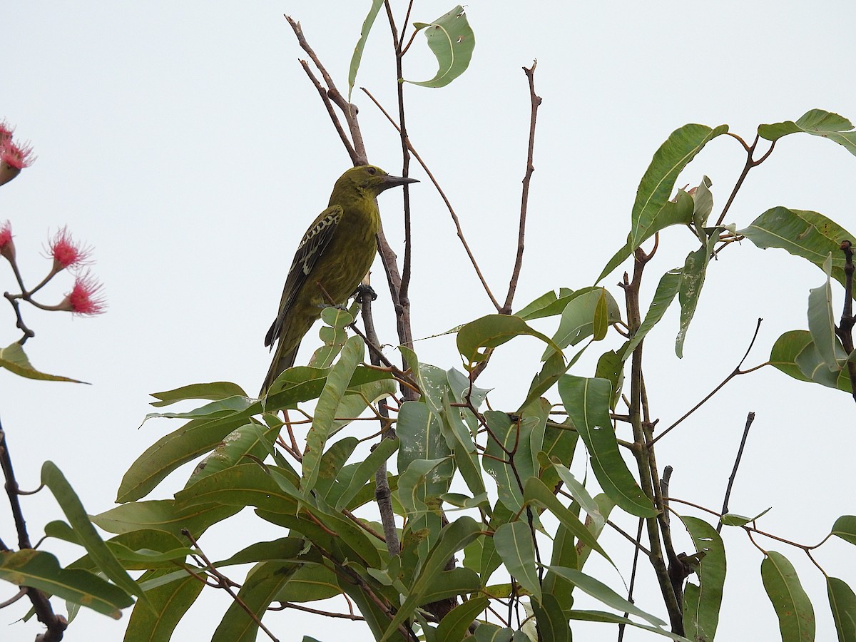 Green Oriole - ML638802575