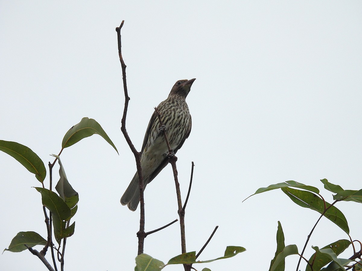 Australasian Figbird (flaviventris Group) - ML638802576