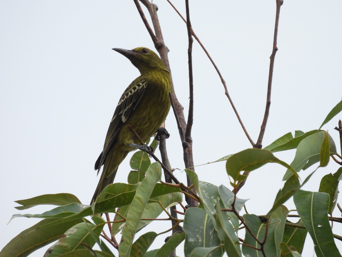 Green Oriole - ML638802577