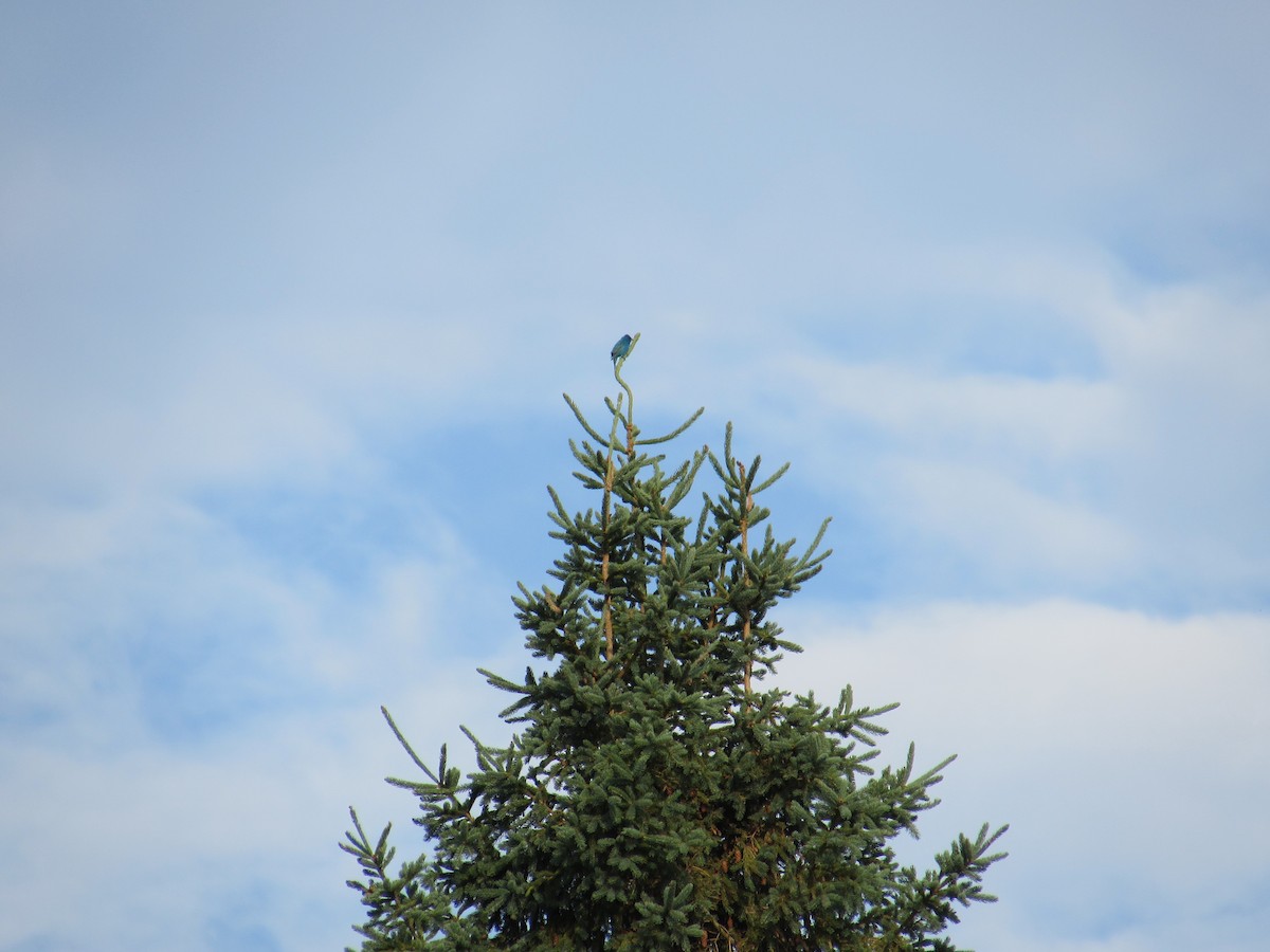 Indigo Bunting - ML638802590