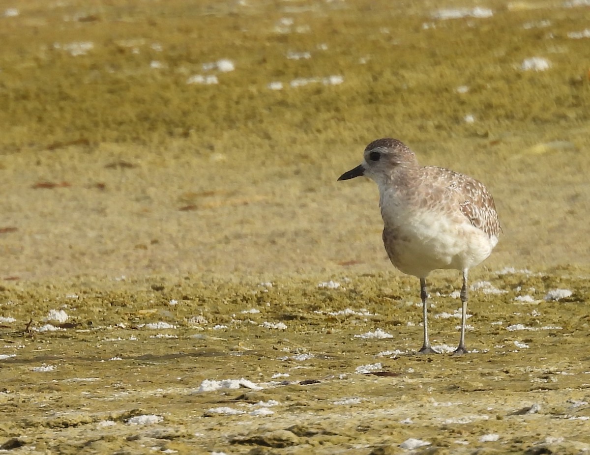 Black-bellied Plover - ML638802613