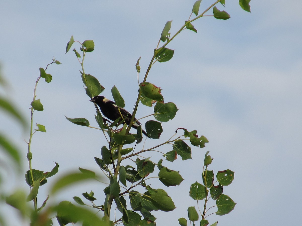 Bobolink - ML638802630