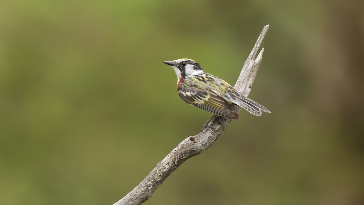 Chestnut-sided Warbler - ML638802631