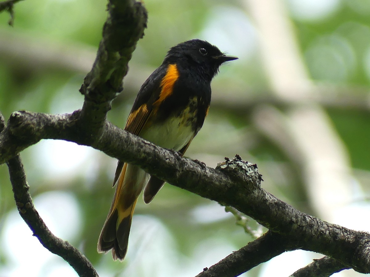 American Redstart - ML638802632