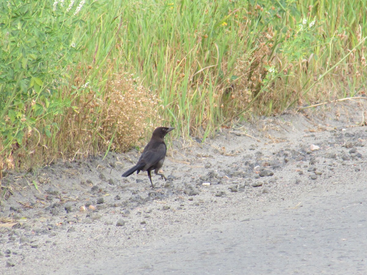 Common Grackle - ML638802647