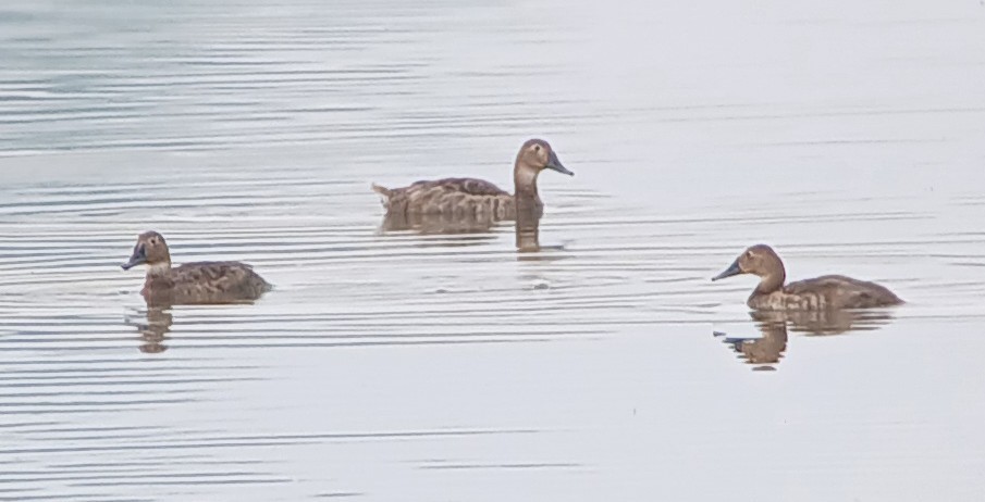 Canvasback - ML638802651