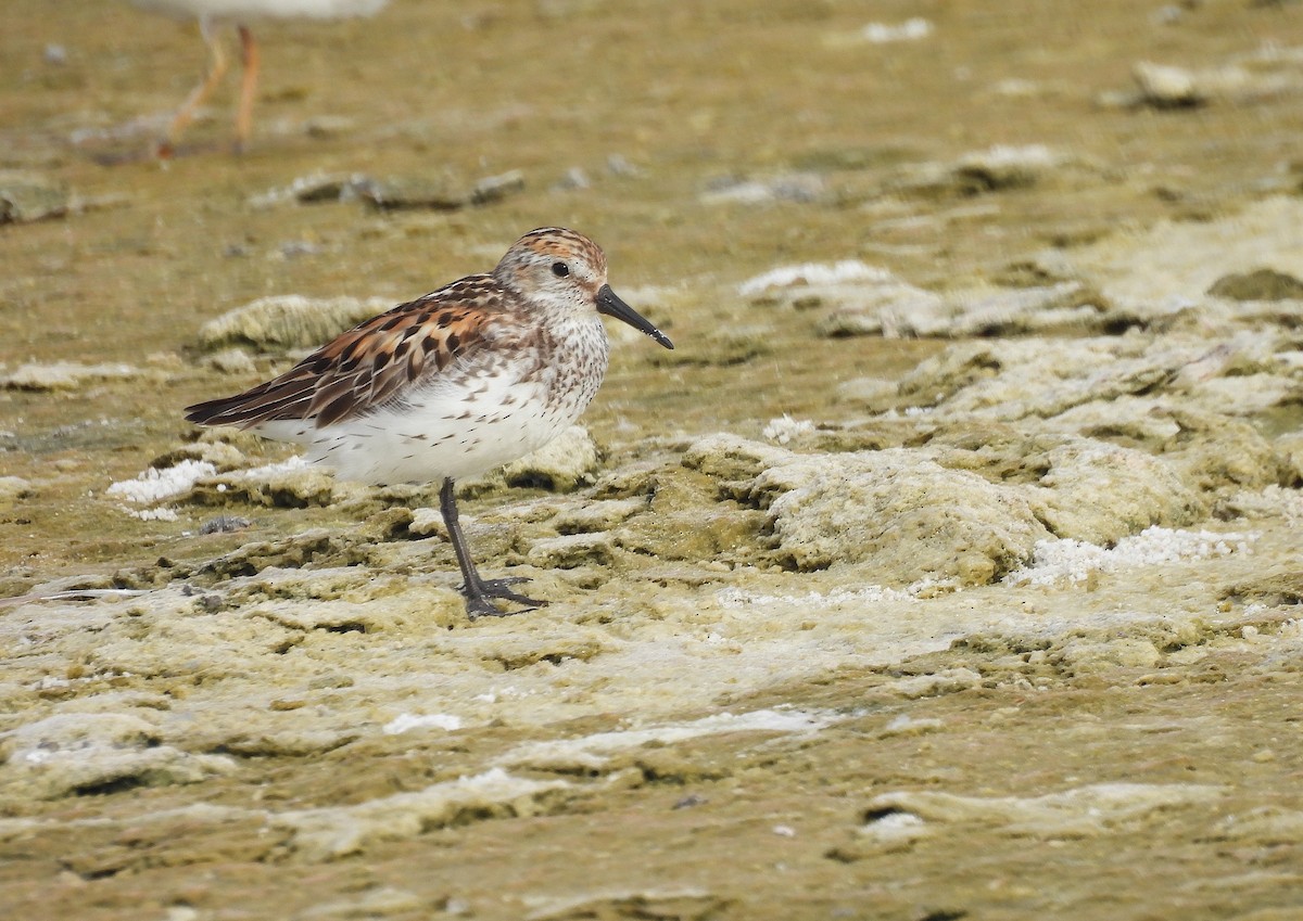 Bergstrandläufer - ML638802677