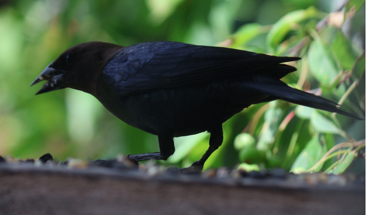 Brown-headed Cowbird - ML638802745