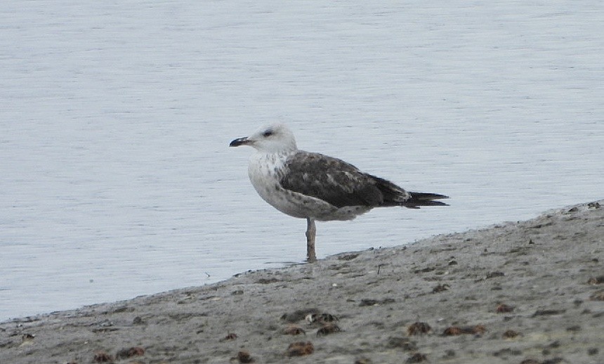 Lesser Black-backed Gull - ML638802767