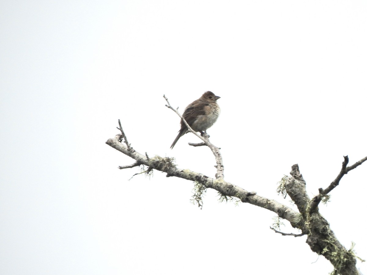 Passerin indigo - ML638802785