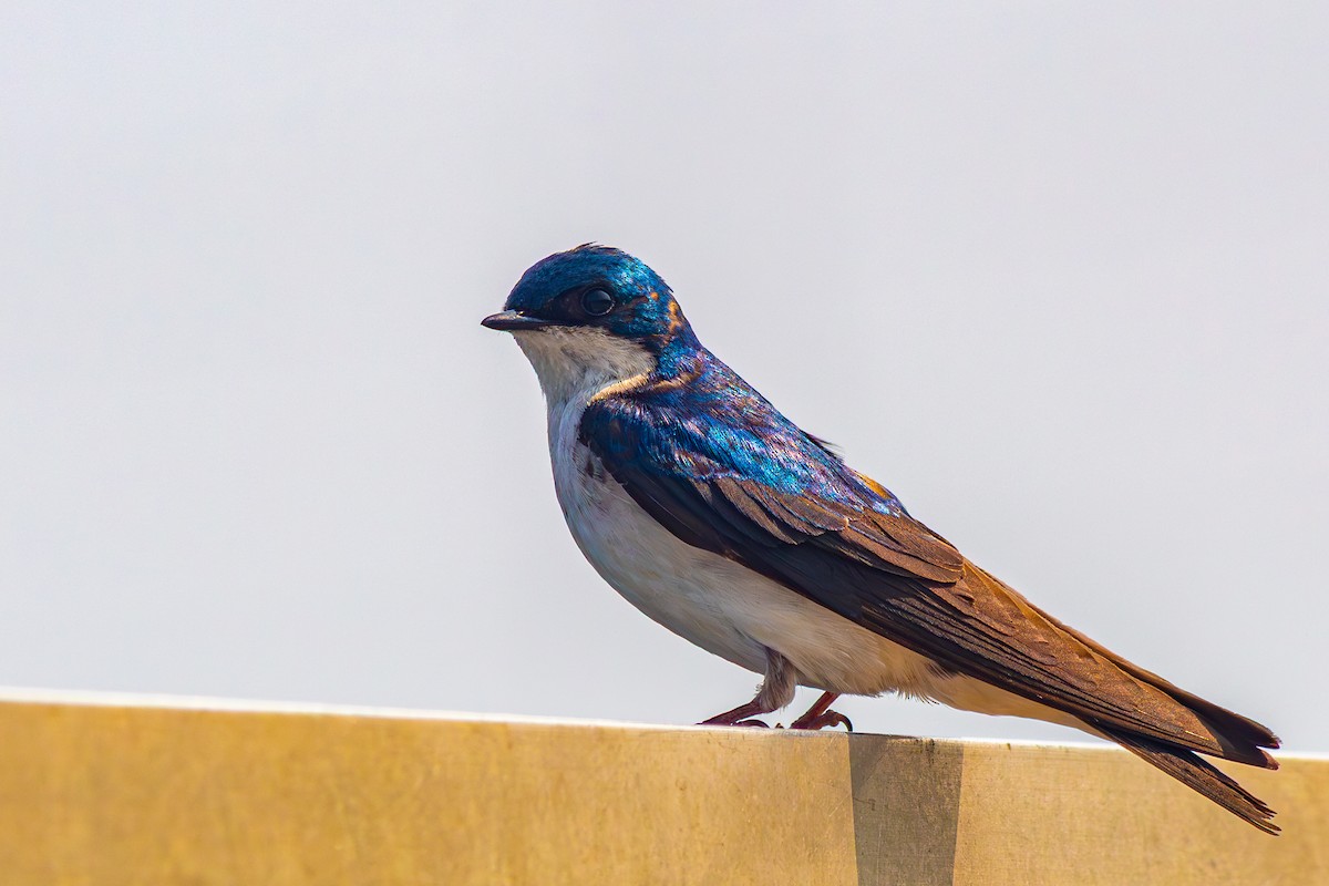 Древесная ласточка - ML638802789