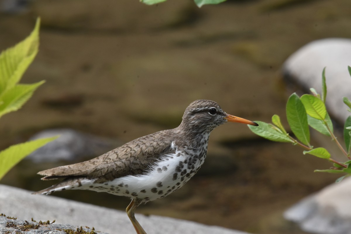 Spotted Sandpiper - ML638802795