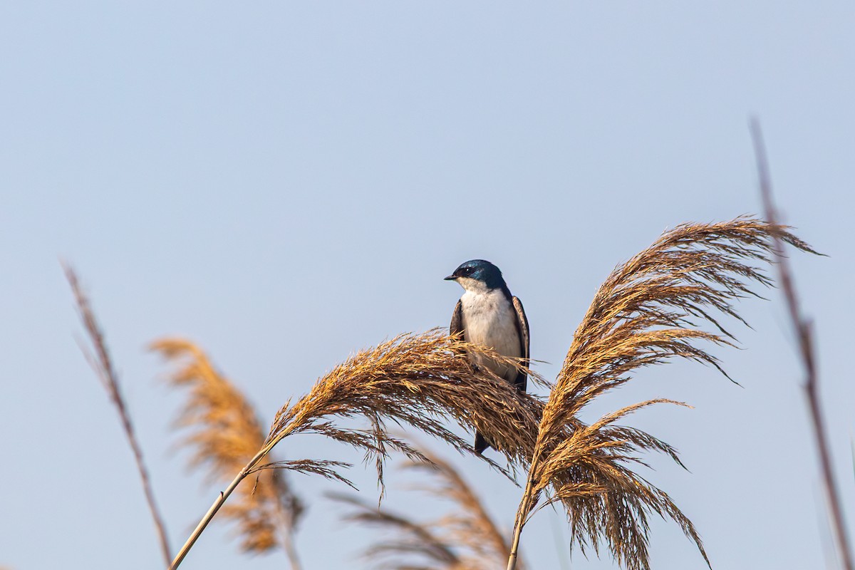 Древесная ласточка - ML638802796