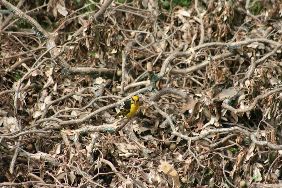 Baglafecht Weaver - ML638802799