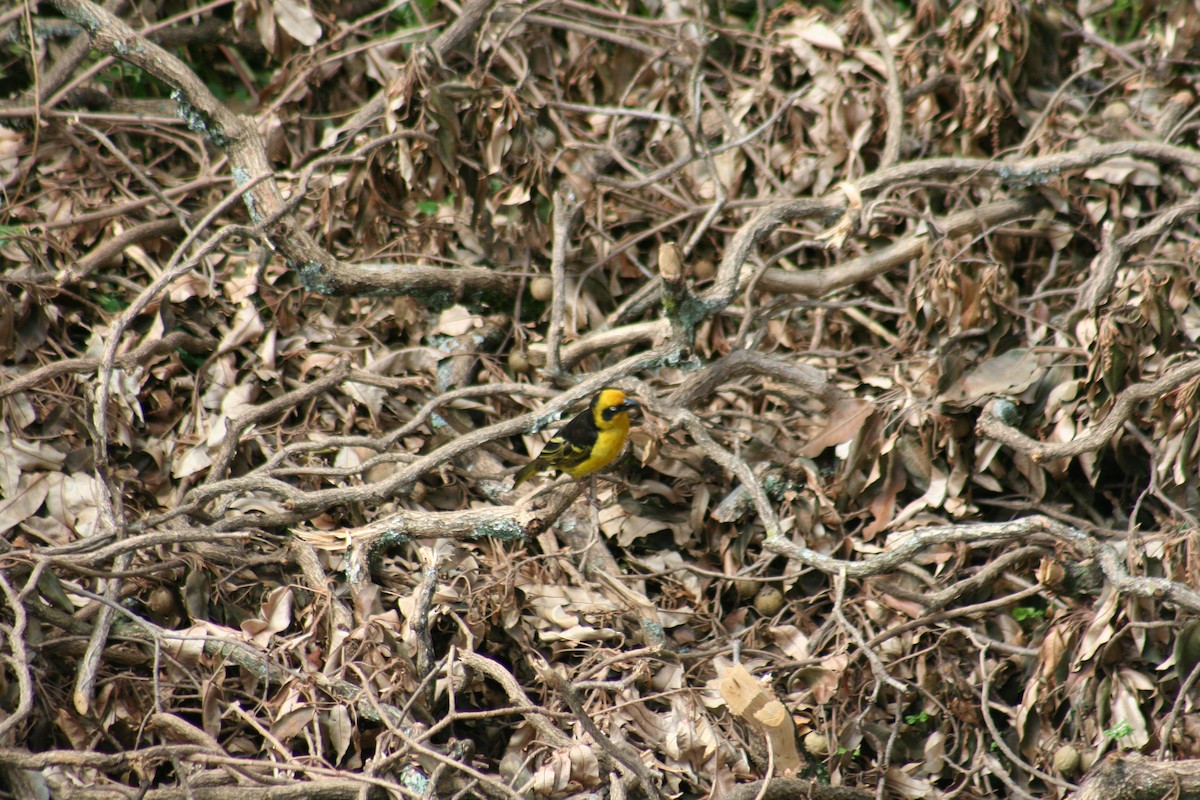 Baglafecht Weaver - ML638802805