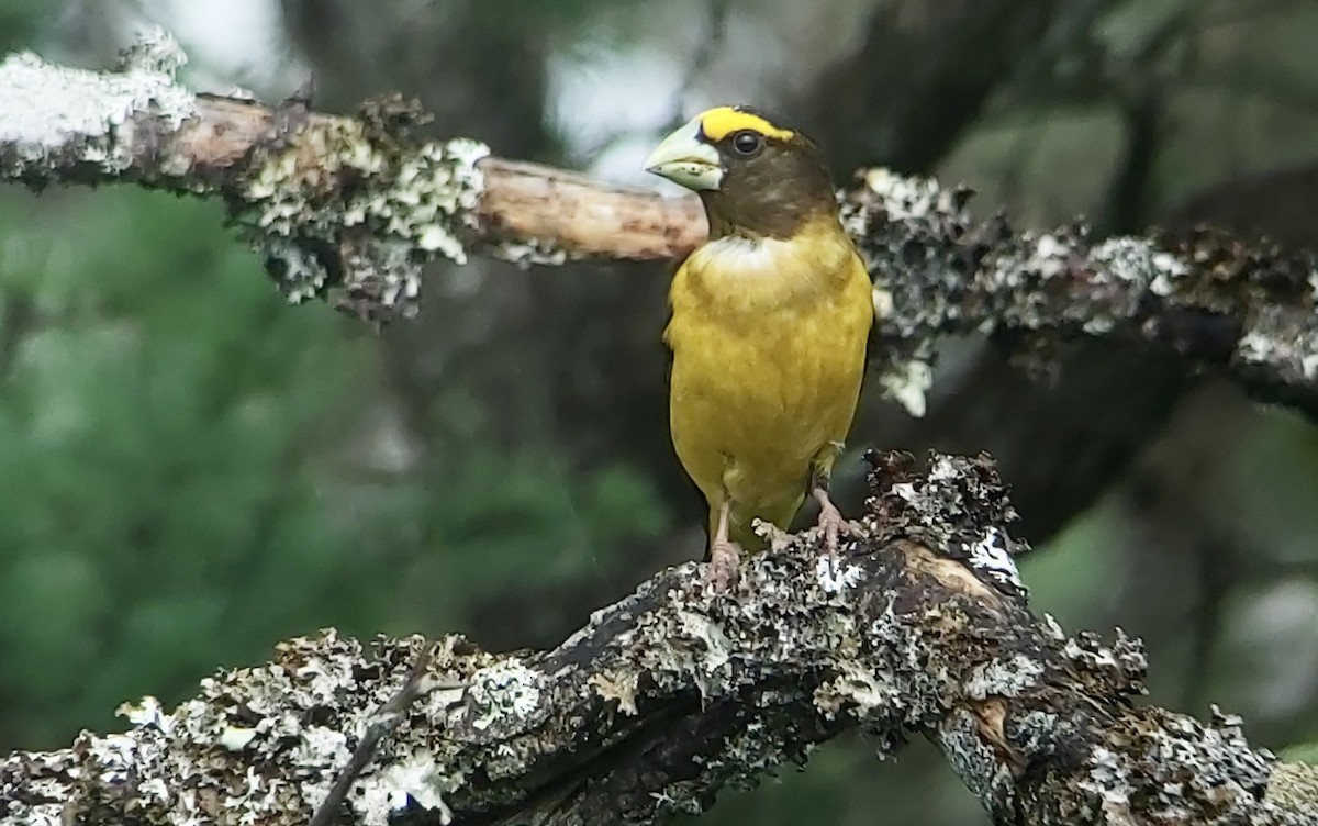 Evening Grosbeak - ML638802908