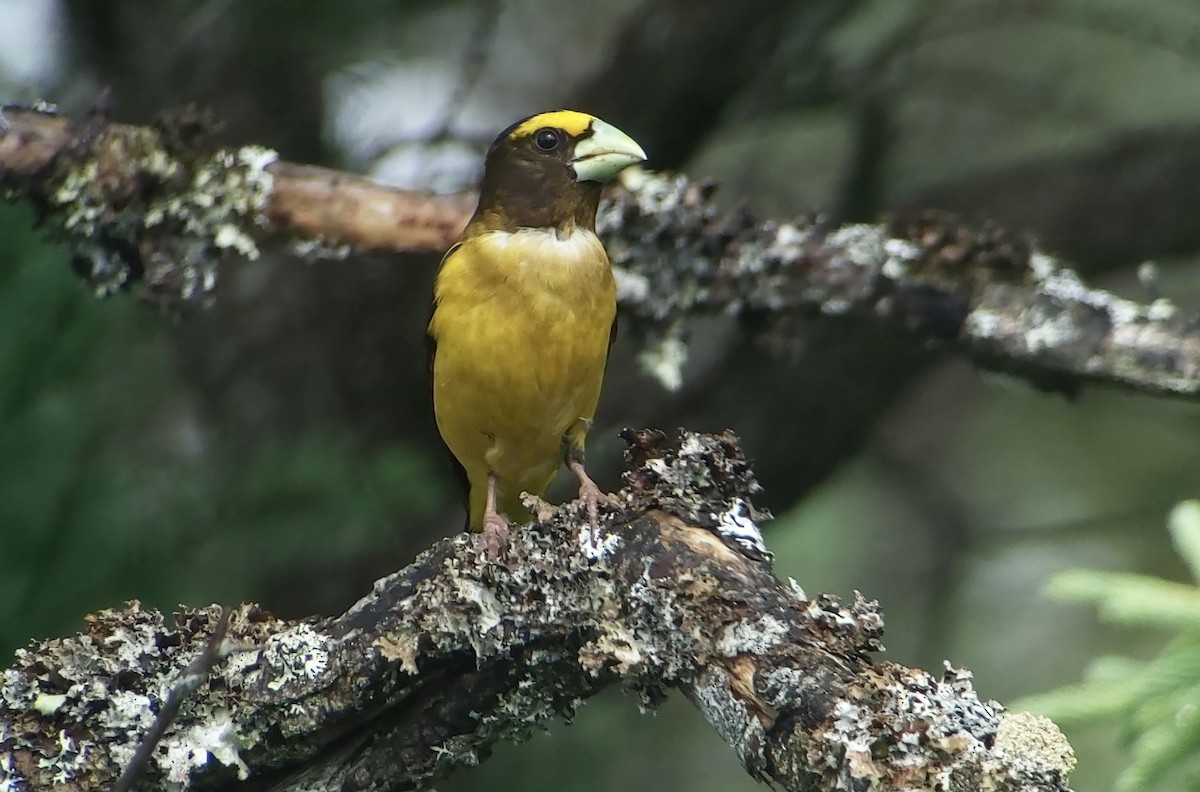 Evening Grosbeak - ML638802912