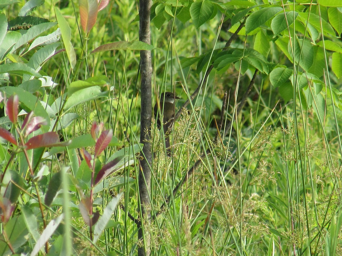 Least Flycatcher - ML638802940