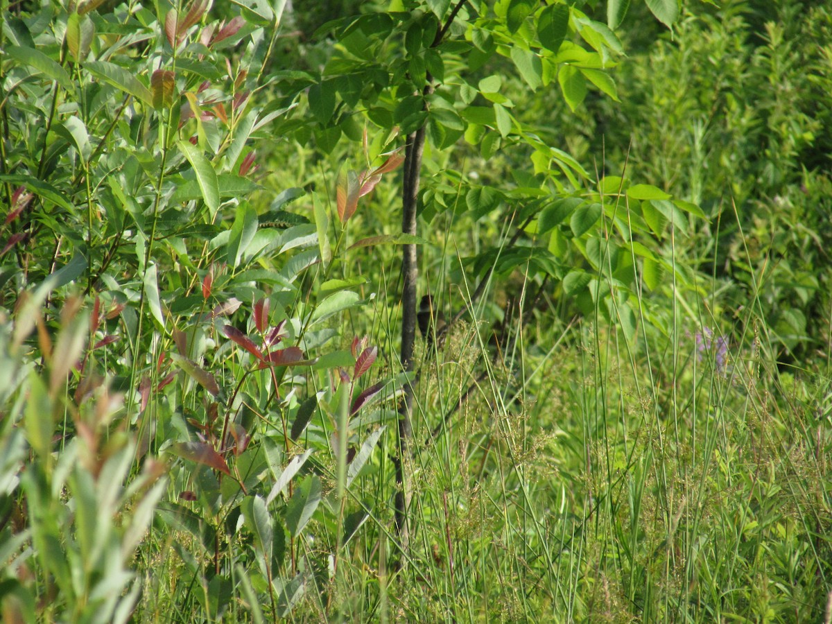 Least Flycatcher - ML638802941