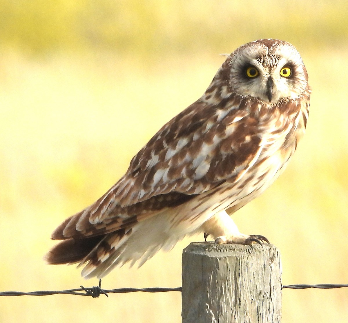 Short-eared Owl (Northern) - ML638802951